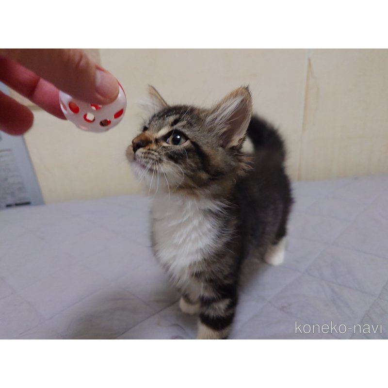 販売中の埼玉県のノルウェージャンフォレストキャット-118663の11枚目